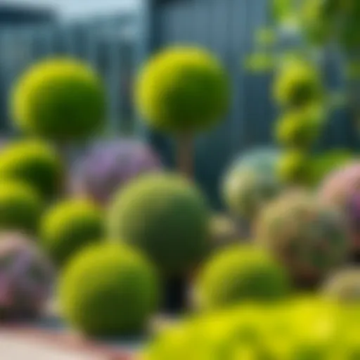 A beautifully arranged collection of artificial topiary balls in various sizes and styles.