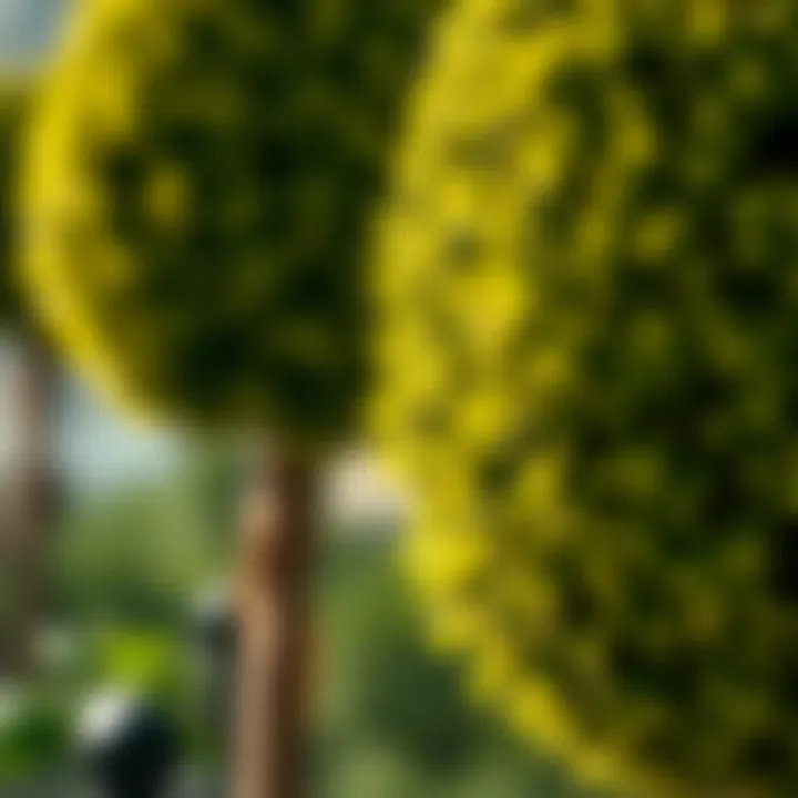 A close-up view of the intricate details and textures of an artificial topiary ball.