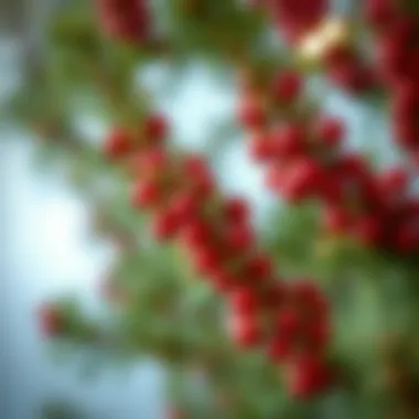 Innovative Designs: Artificial vs Natural Pine Boughs Comparison of natural versus artificial pine boughs highlighting design innovations