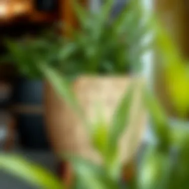 Close-up of half round planter basket made from natural materials