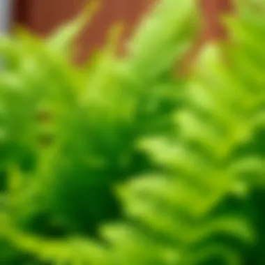 Detailed View of Faux Fern Leaves Close-up of high-quality faux fern leaves