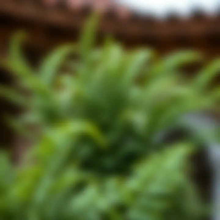 Natural vs Faux Ferns in Outdoor Décor Comparison of natural vs faux ferns in outdoor décor