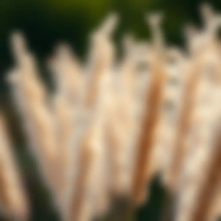 Close-up of pampas grass plumes showing delicate texture and natural beauty