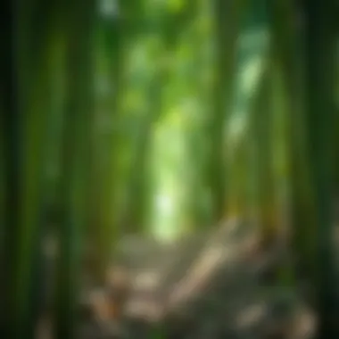 Sustainable Practices in Bamboo Farming A visual representation of sustainable bamboo farming practices.