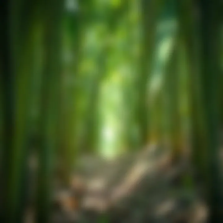 Sustainable Practices in Bamboo Farming A visual representation of sustainable bamboo farming practices.