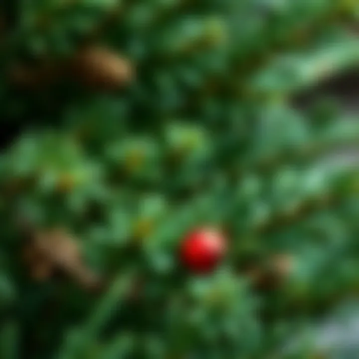 Sustainable Materials for Artificial Pine Boughs Sustainable materials used in the production of artificial pine boughs