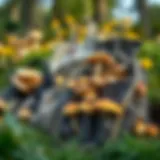 Diverse Mushroom Foraging Bags A collection of diverse mushroom foraging bags displayed outdoors