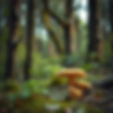 A serene forest scene ideal for mushroom foraging