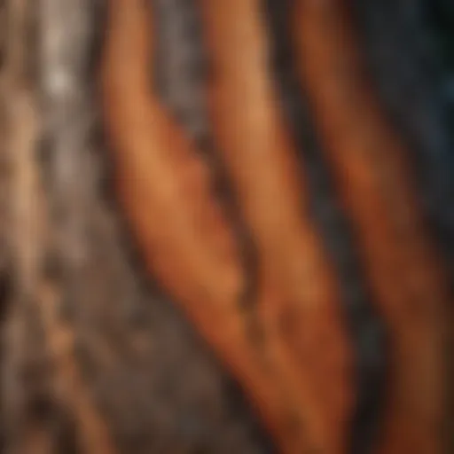 A close-up view of emery tree bark highlighting its unique texture.