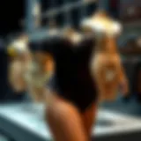 Elegant display of various waist cinching underwear designs